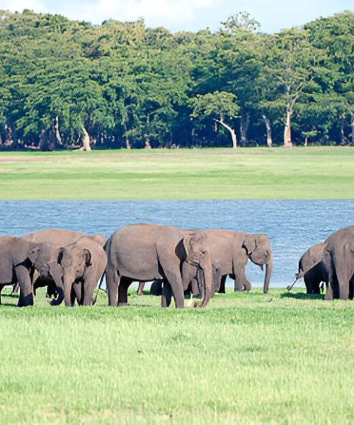 steptodown.com254361