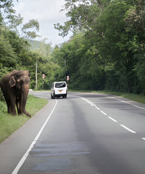 steptodown.com267964