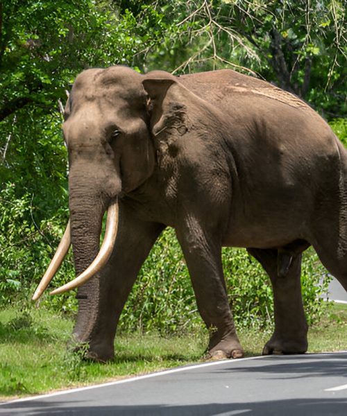 steptodown.com277040