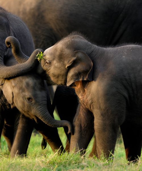 steptodown.com743165