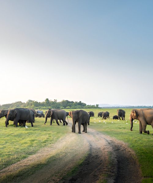 steptodown.com871420